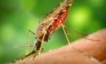 जापानिज इन्सेफ्लाइटिसबाट एकजनाको मृत्यु